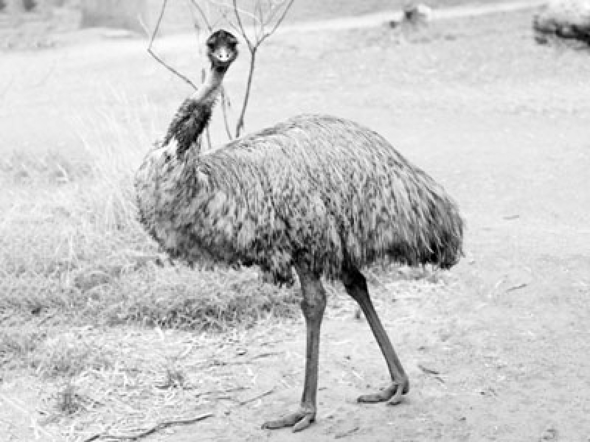 Emu walking